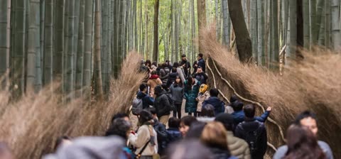 A crowd of people walks along a path lined with dried brush through a tall, green bamboo forest.