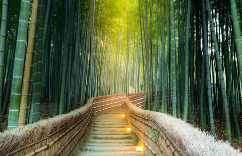 A stone staircase with woven fences winds up through a dense green bamboo forest as sunlight shines from above.